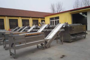 Automatic Onion Water Washing and Grader Line