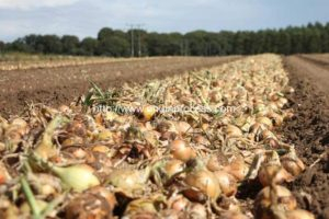How to determine the correct moment to harvest onions