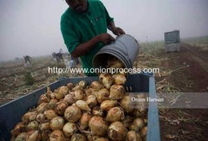 Mexico Onion Processing Market Introduction