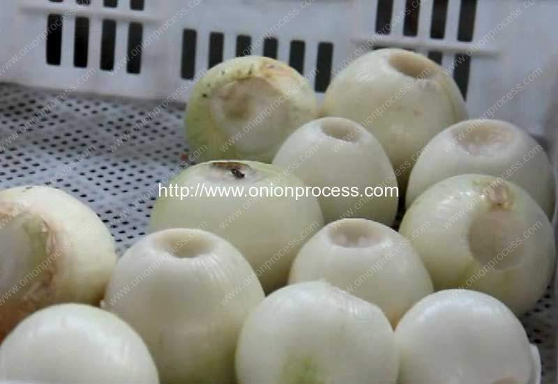 Double Belt Onion Root Concave Cutting Machine