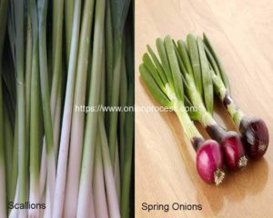 Difference-of-Scallions-and-Spring-Onions