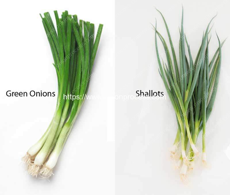 Shallots Vs Spring Onion: Are They The Same Thing?