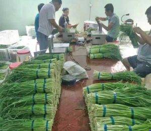 Automatic Spring Onion Peeling Machine with Root Cutting | Onion ...