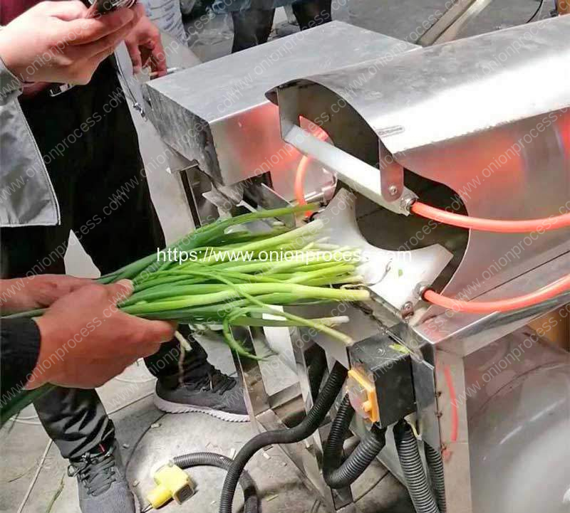 Spring-Onion-Peeling-Cleaning-Machine