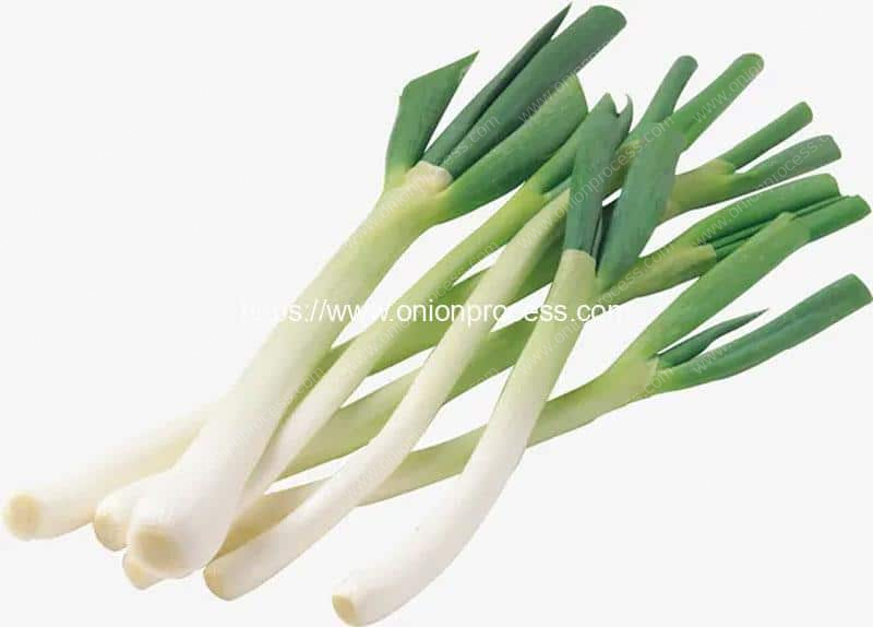 Green Onion Cutter GW-802 – Mr. Peely