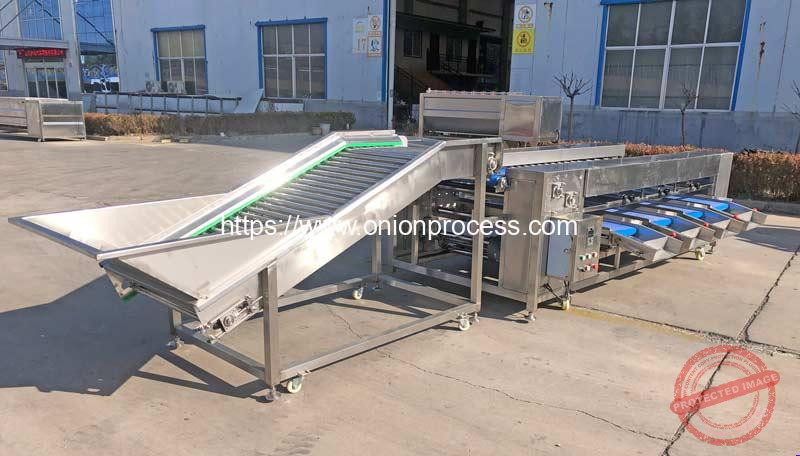 Stainless-Steel-Onion-Size-Grading-Machine-with Separate Feeding Conveyor